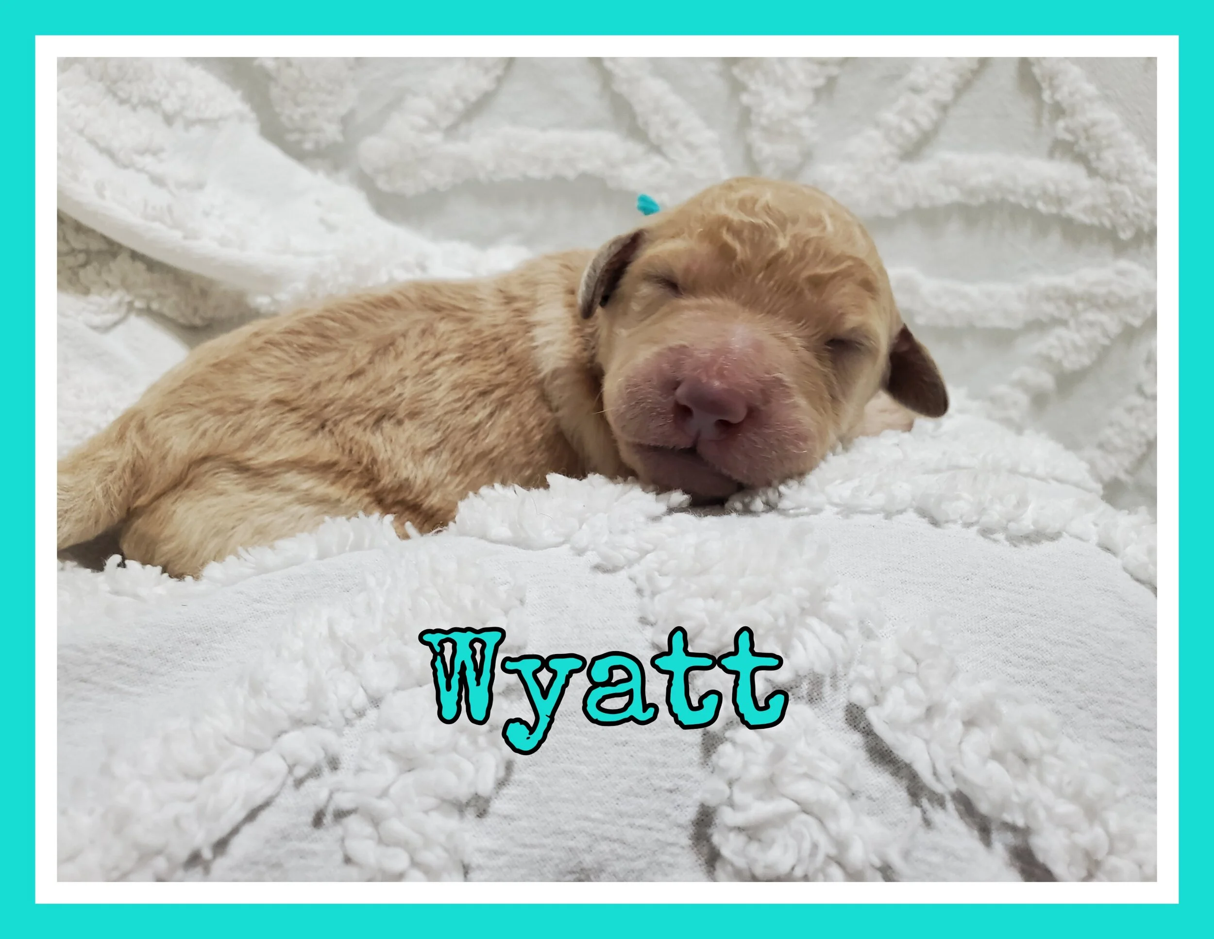 Wyatt.jpg