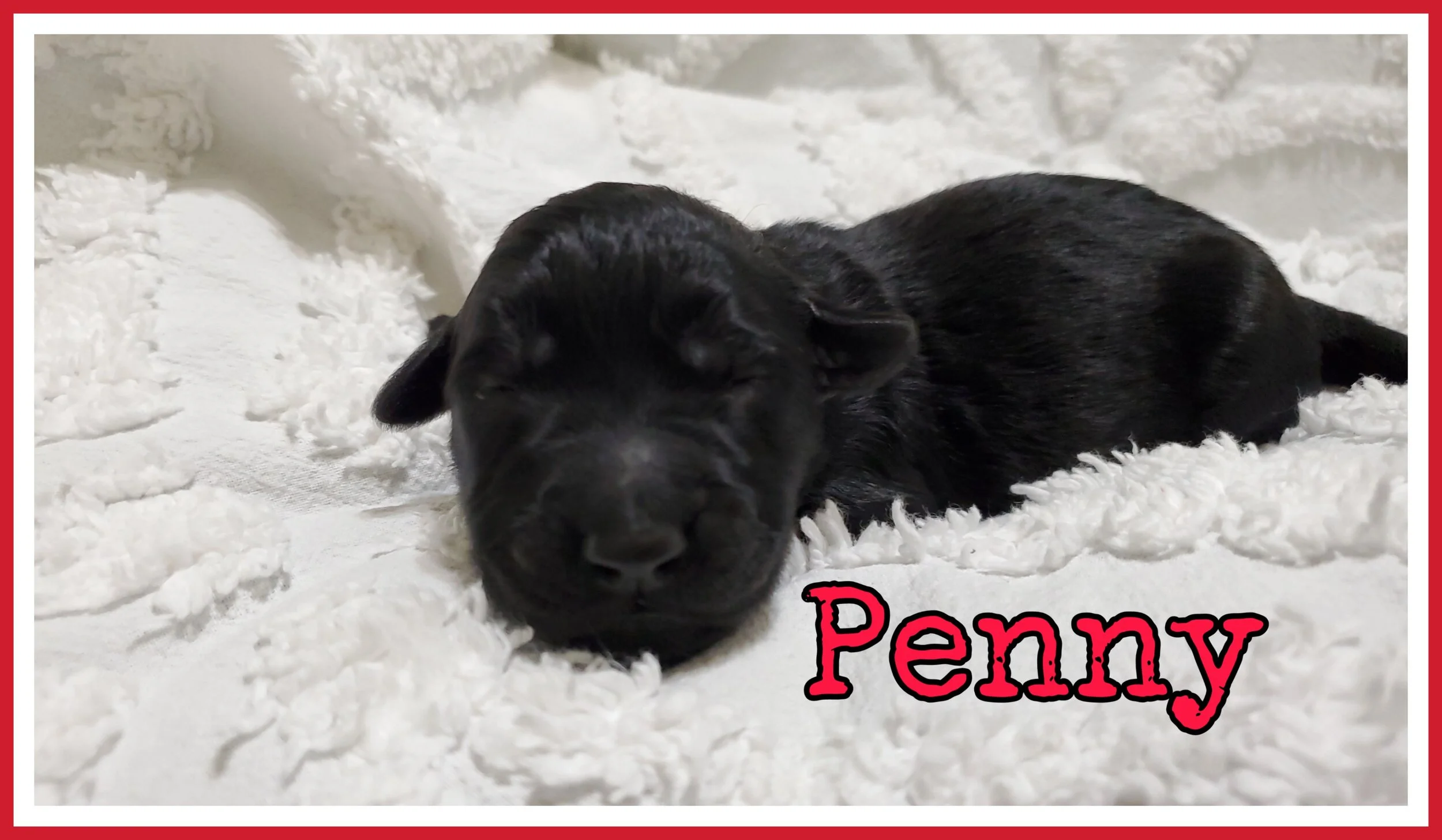 Penny.jpg