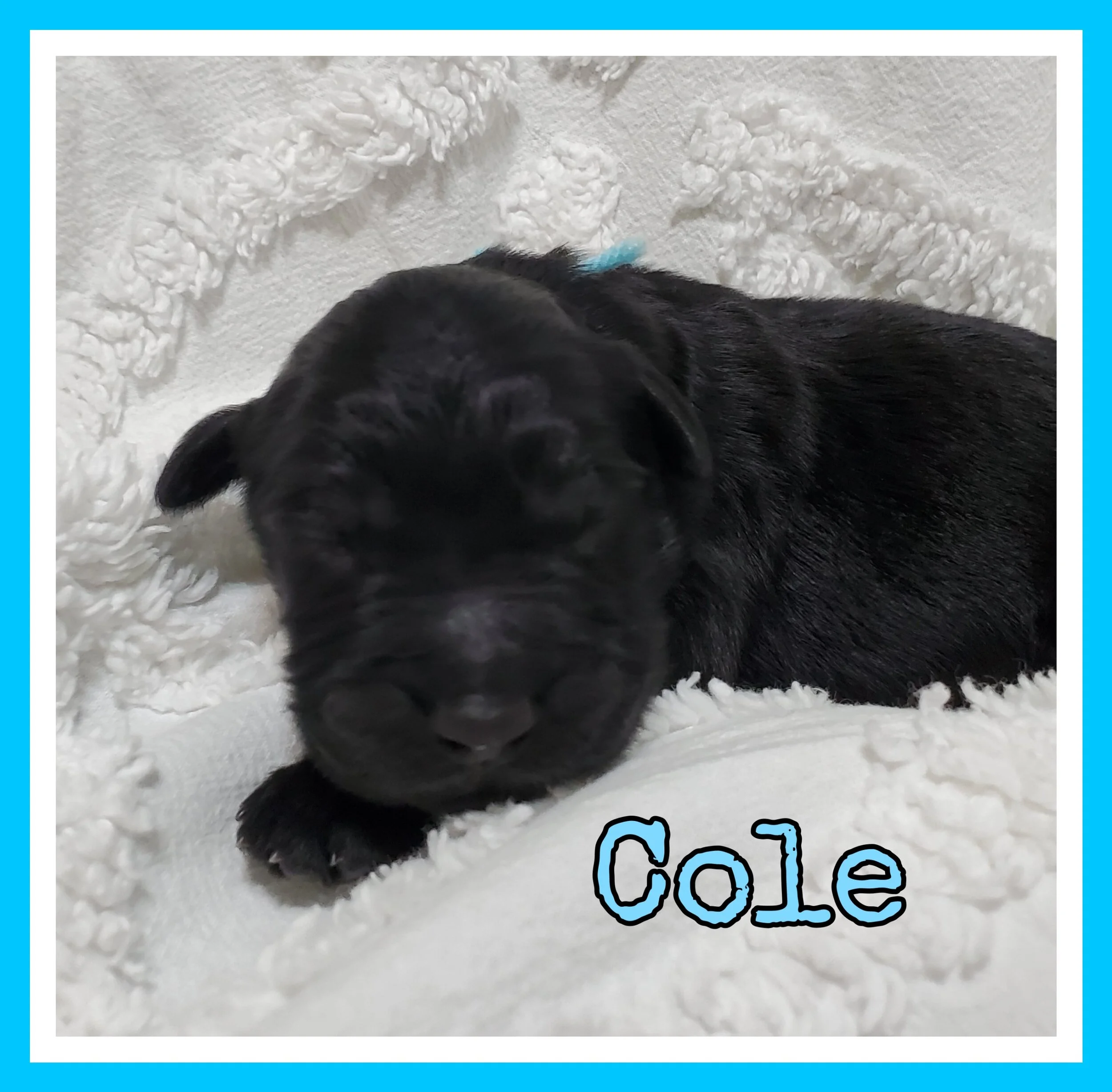 Cole.jpg