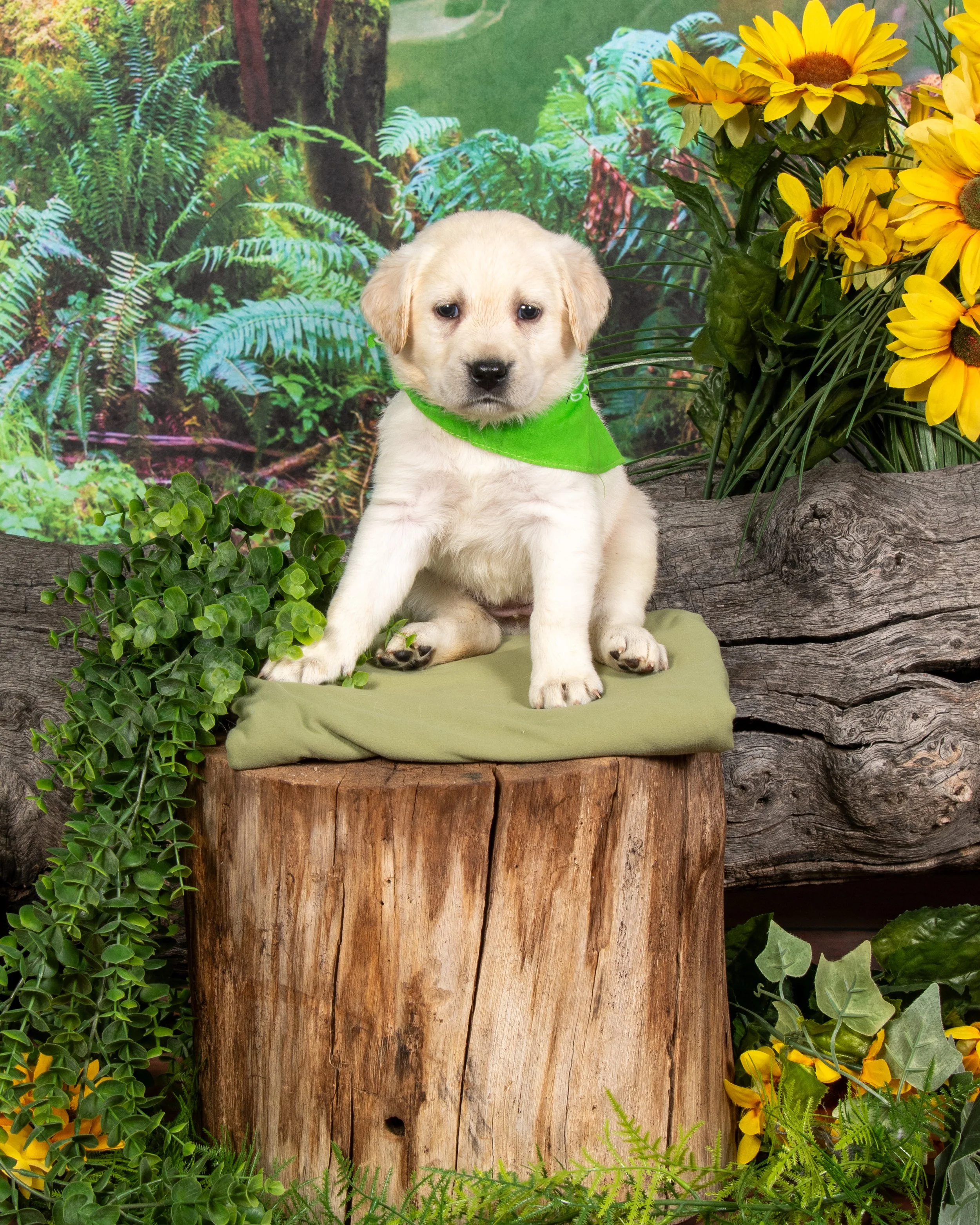 Puppy Obedience Training: Building a Strong Foundation From Day One