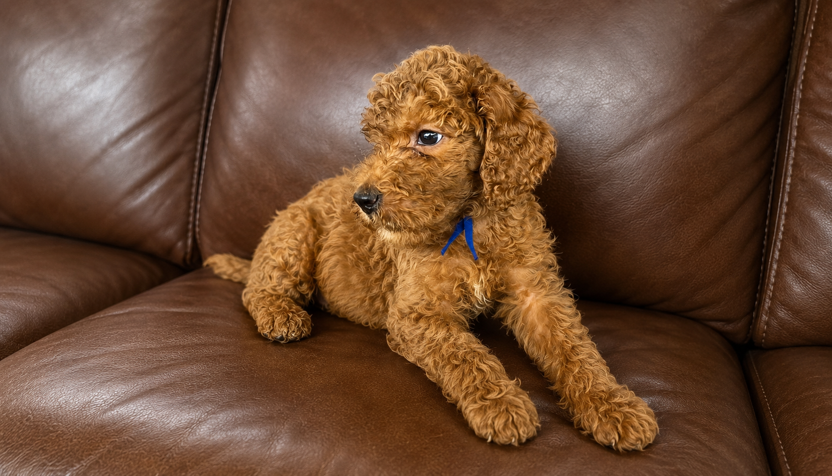 Fozzie 4.png