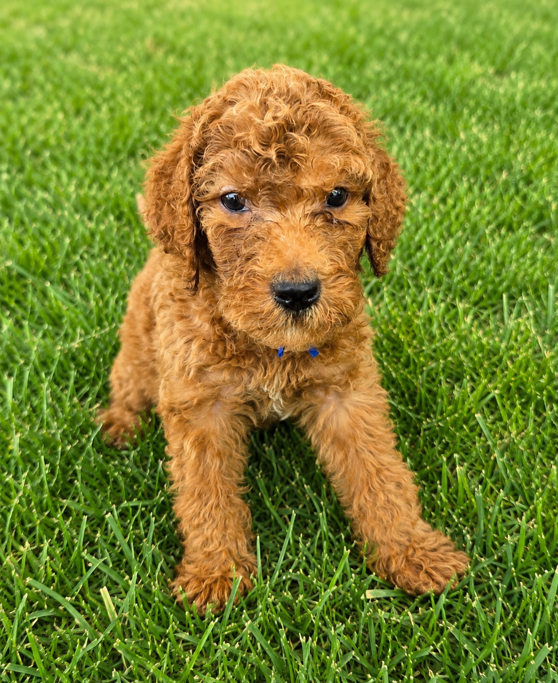 Fozzie 3.png