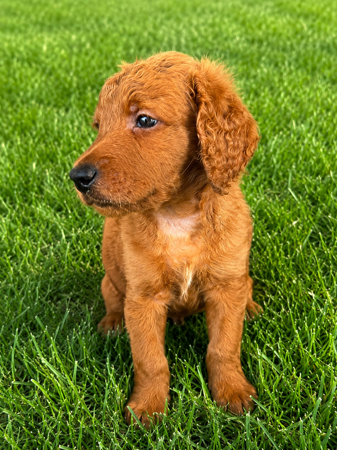Yogi 2.png