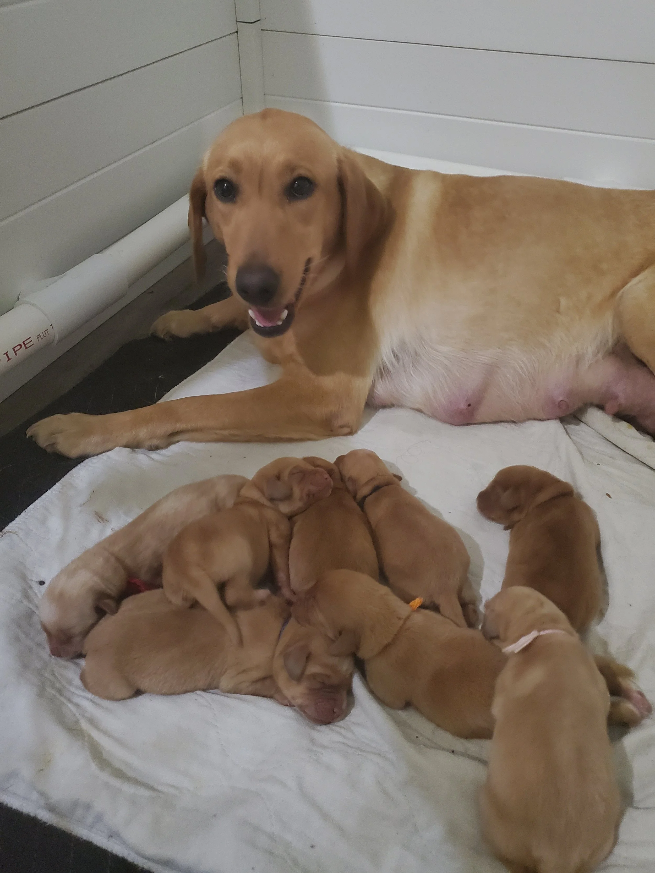 The Pre-natal Period
