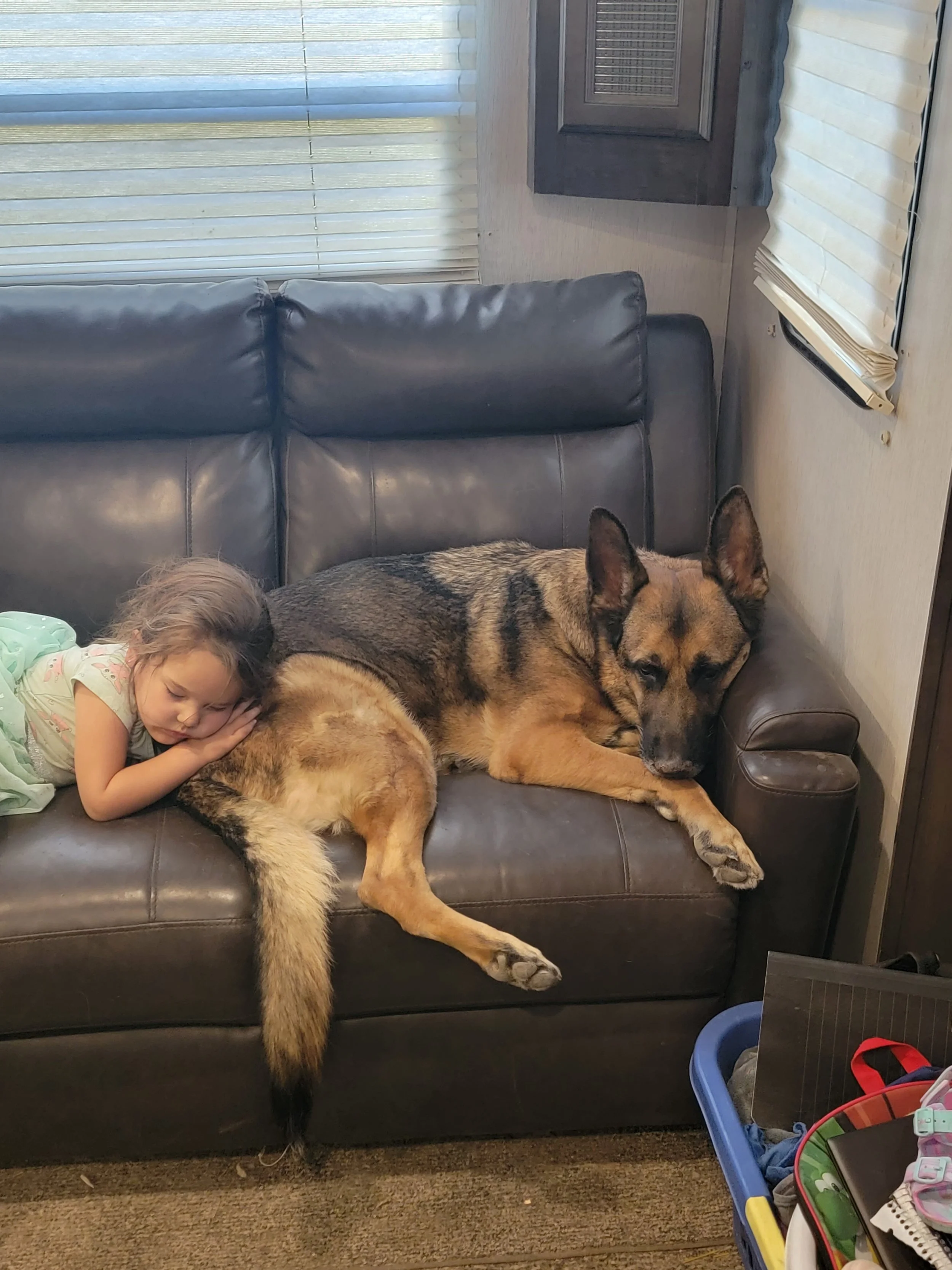 Child resting on the couch with her German Shepherd psychiatric service dog