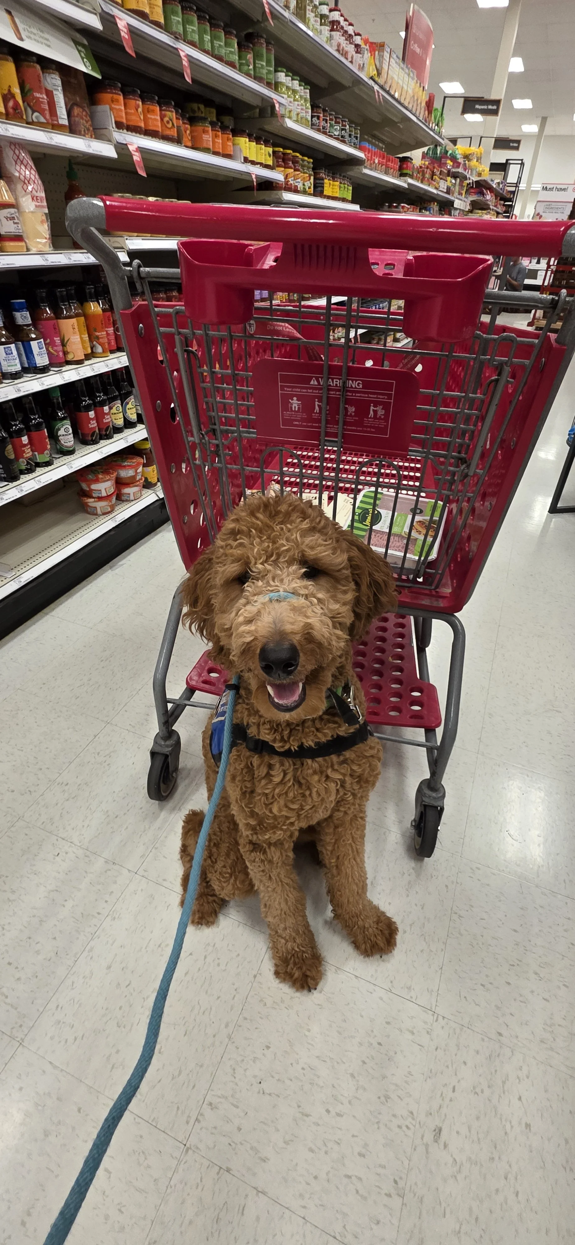 What Makes Service Dog Training Different From Pet Dog Training?