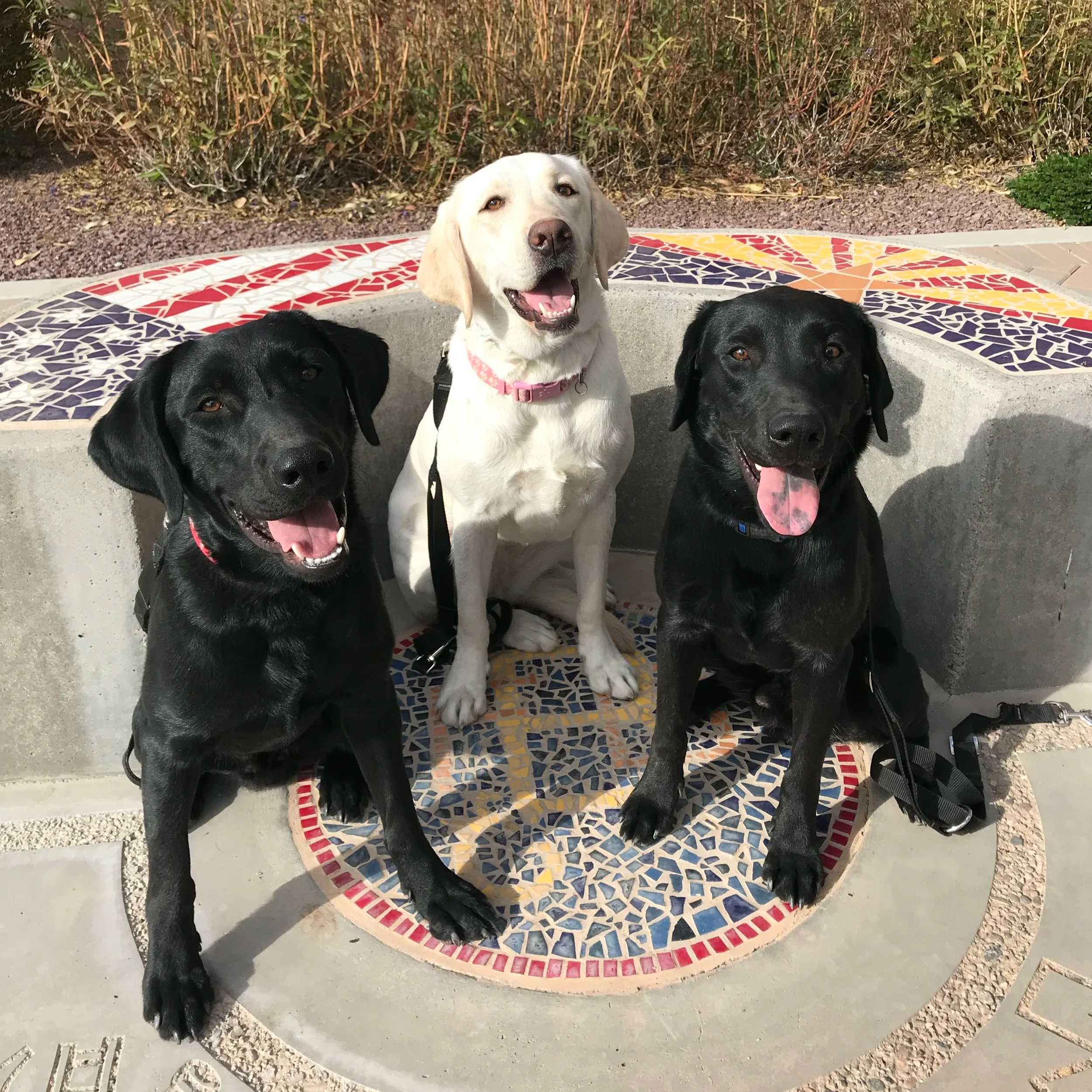 Training with Labradors