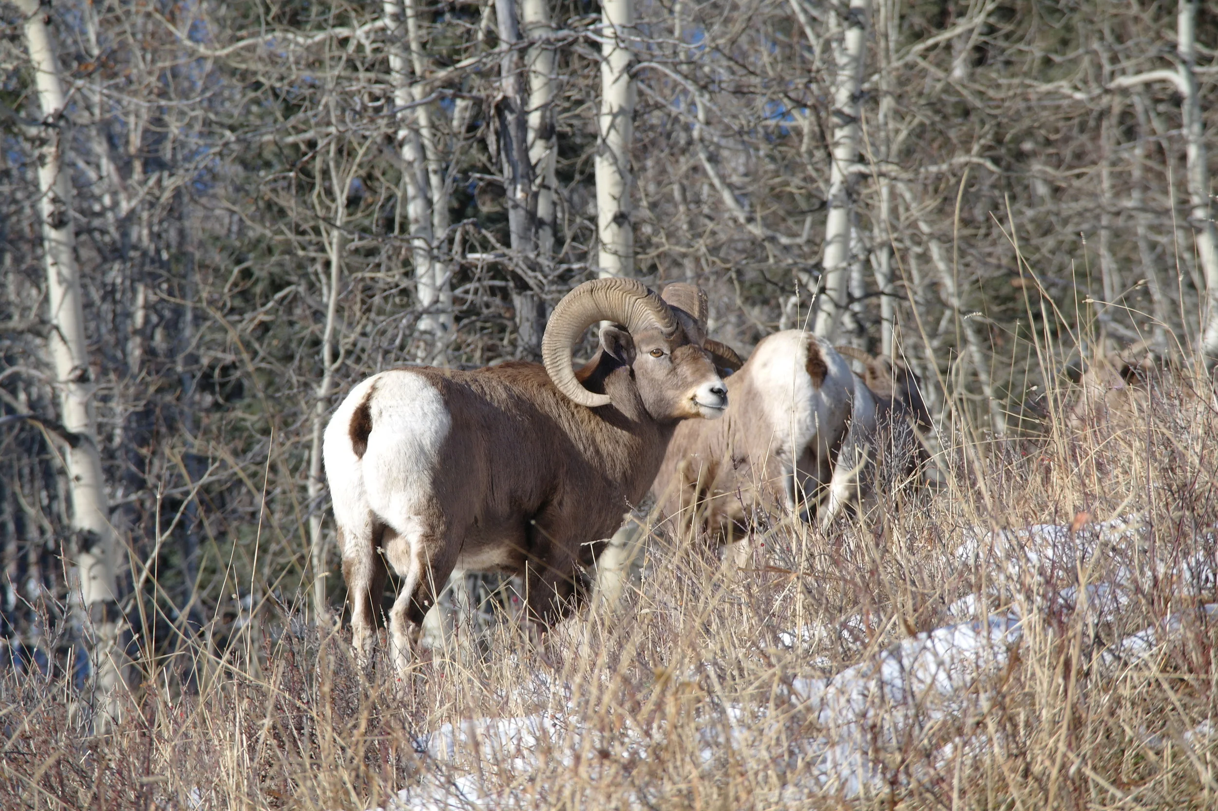 Sheep River  Big Horn Sheep-74-2 copy.JPG