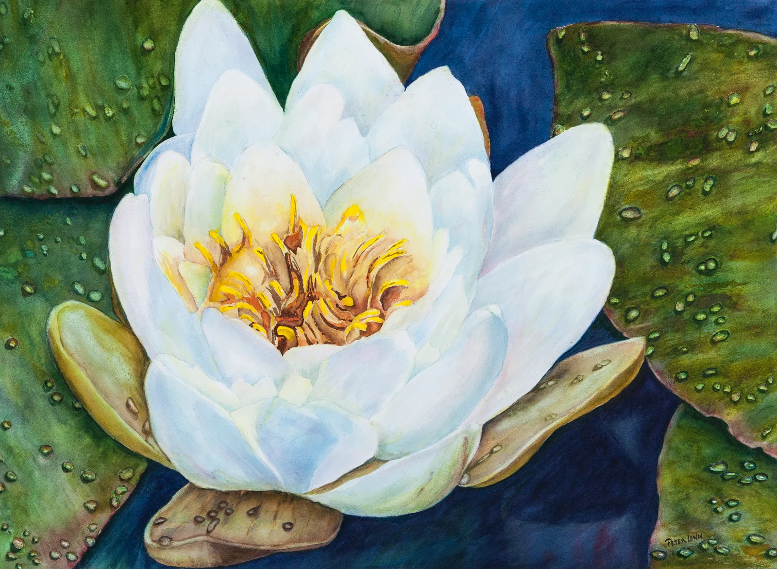 Water Lily