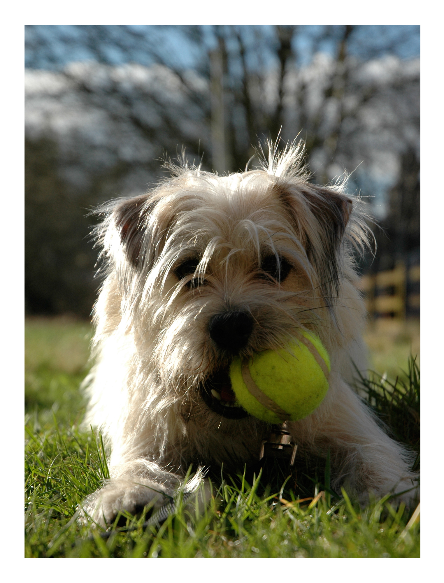 Easily stashed in a pocket and far more powerful than the cheap, plastic alternatives, the Modern throwing sling is a fantastic way to burn off some of your dog's excess juice.