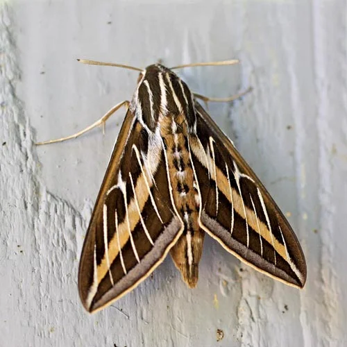 wh-lnd-sphinx11-1rz.jpg