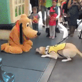 giphy-downsized-large.gif