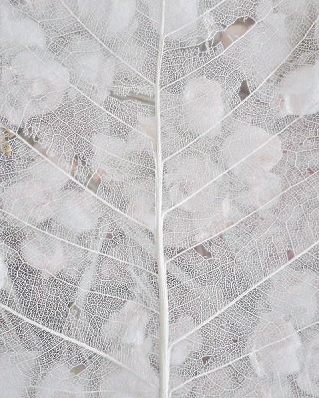 Intricate skeletal leaves, natures lace 🌿🕸️

#erinnferry #bespokebridal #lace #skeletalleaves #leafskeleton