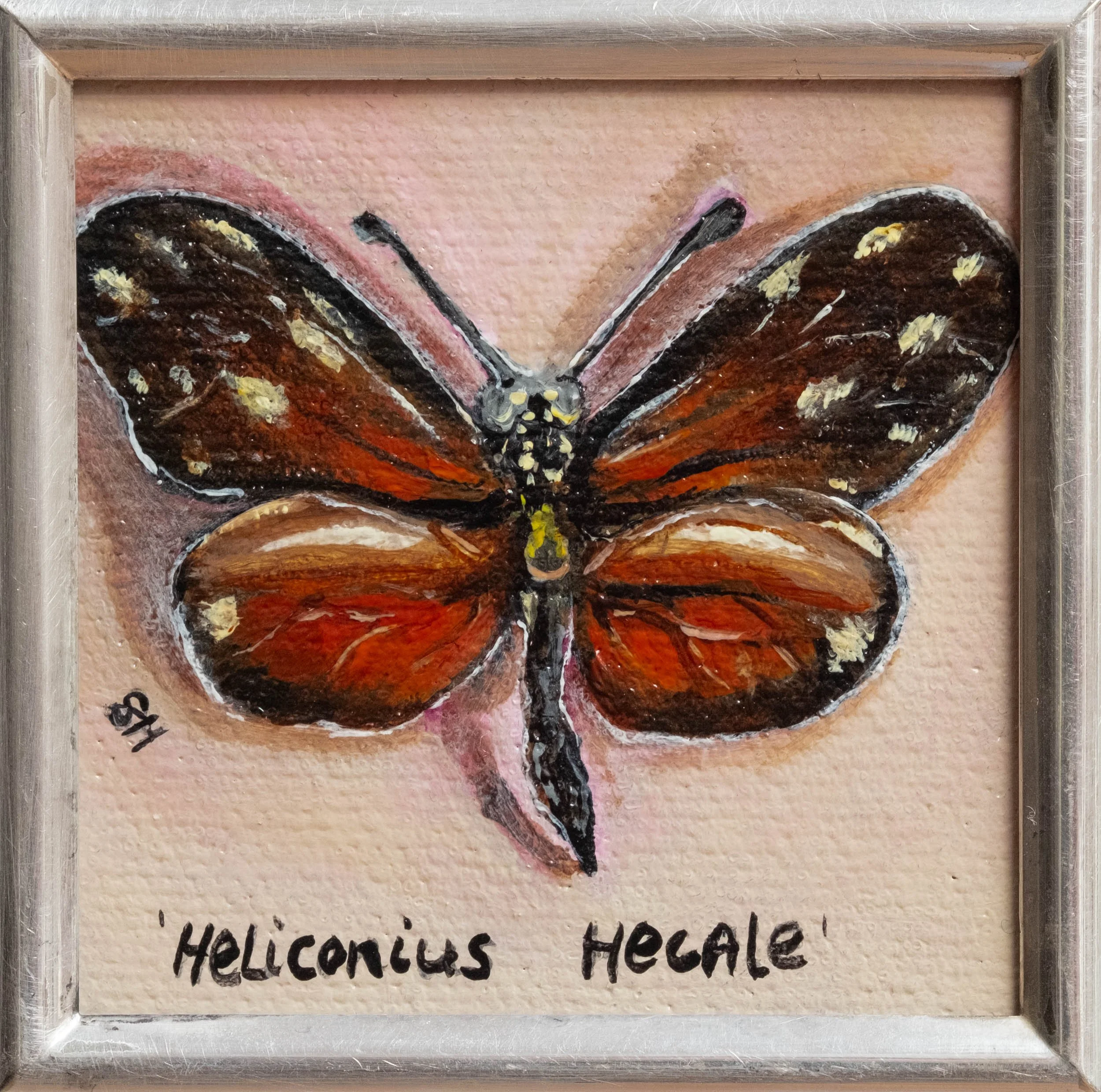 Heliconius Hecale