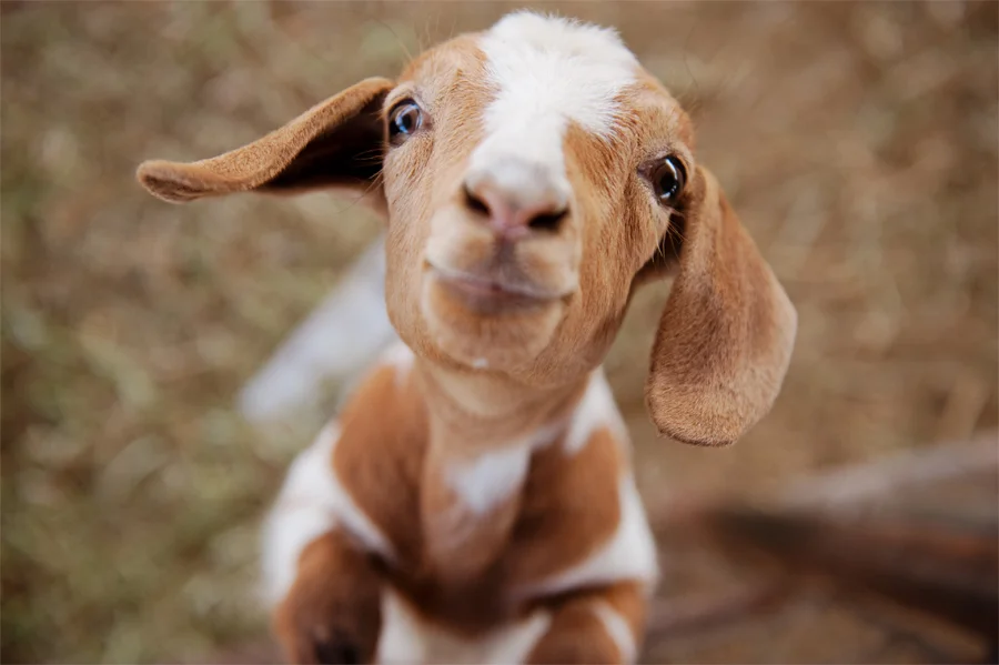 Goat-at-the-petting-zoo.jpg