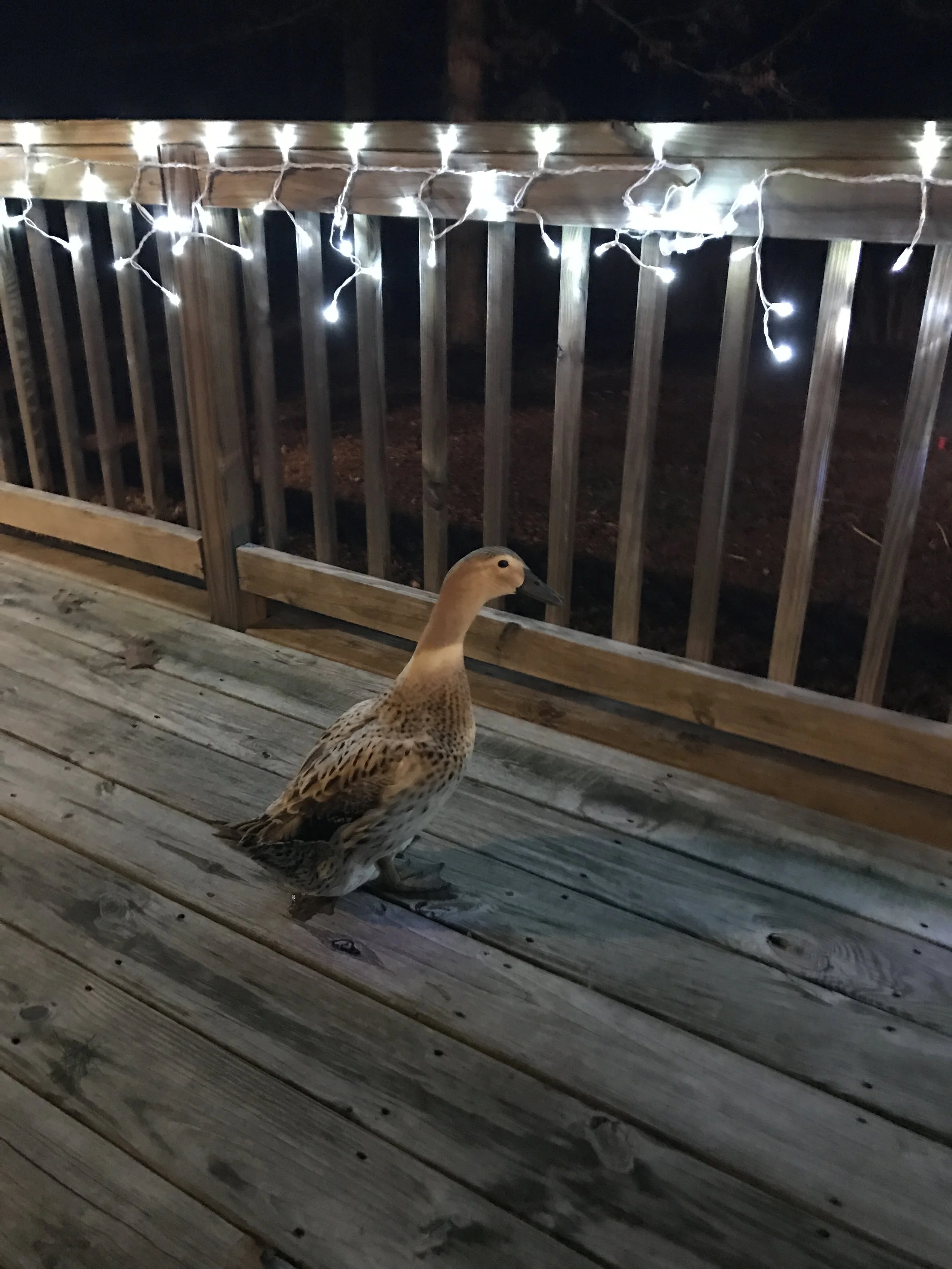Sisters and Ducks