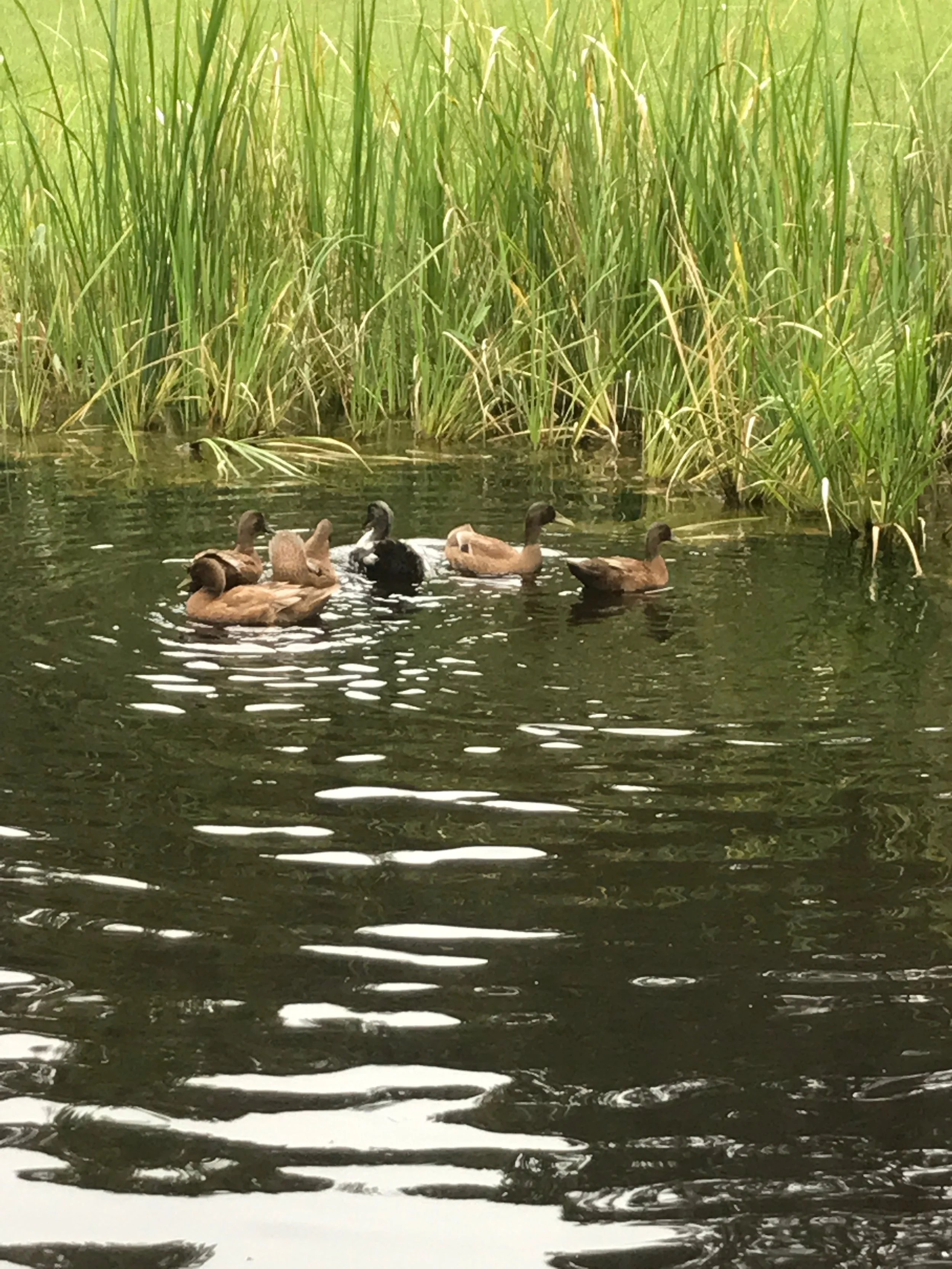 On Freedom. And Ducks. 