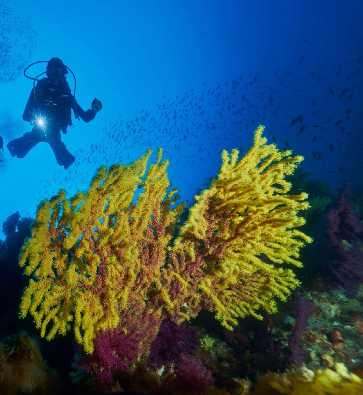 Bully Diving Punta Secca1.jpeg