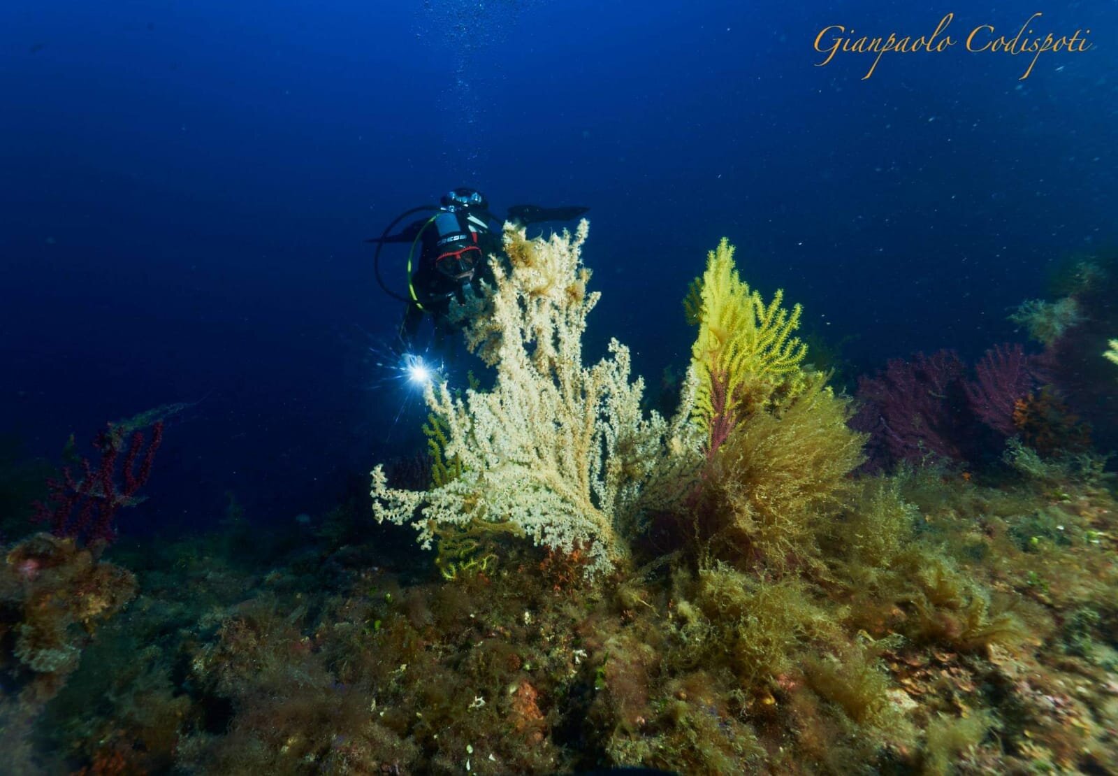 Bully Diving Punta Secca16.jpeg