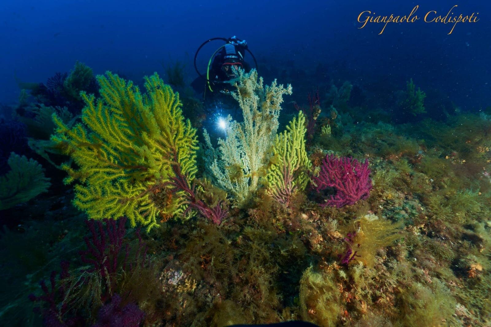 Bully Diving Punta Secca14.jpeg