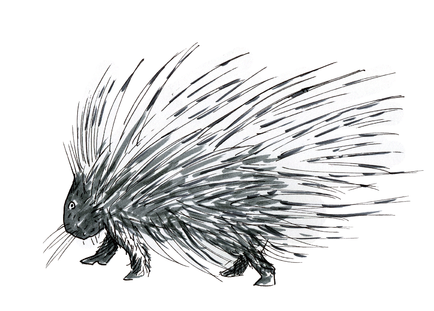 porcupine web.gif