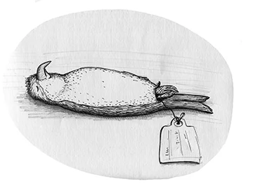 dead bird1a.jpg
