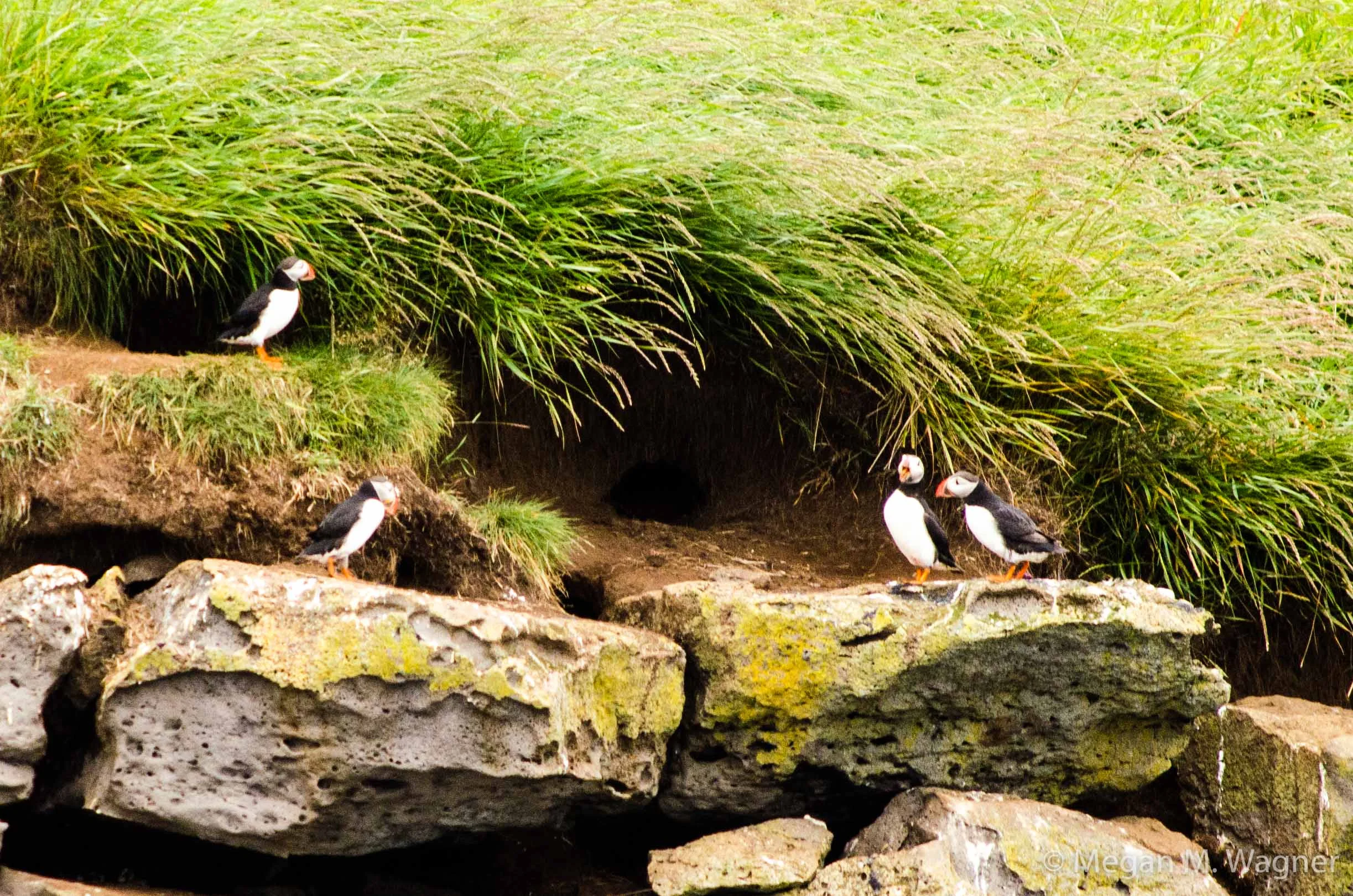 Puffins at Viðey Island
