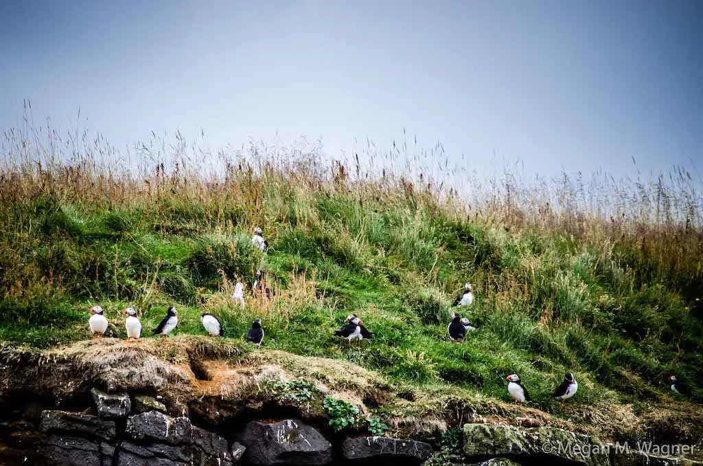 Puffins