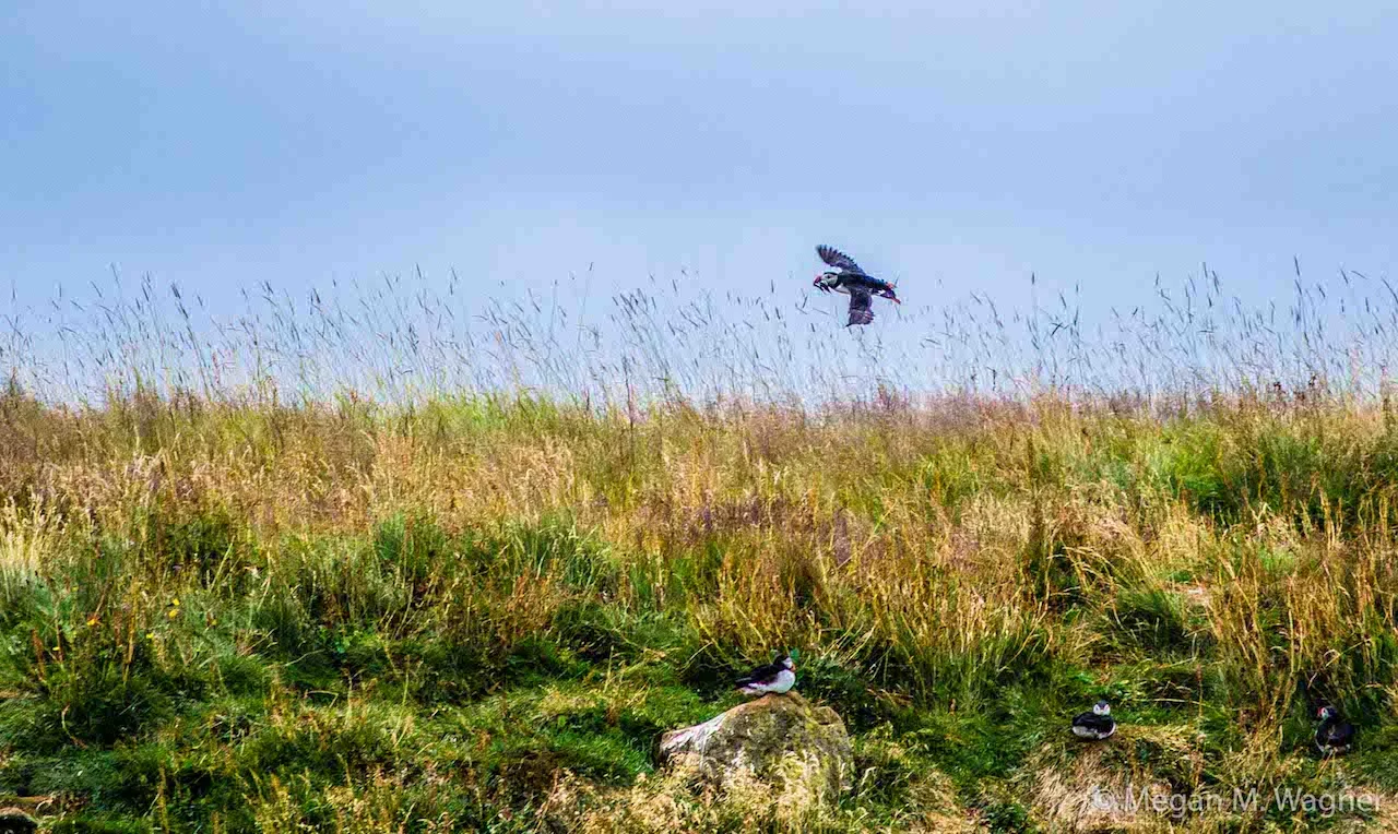Puffins