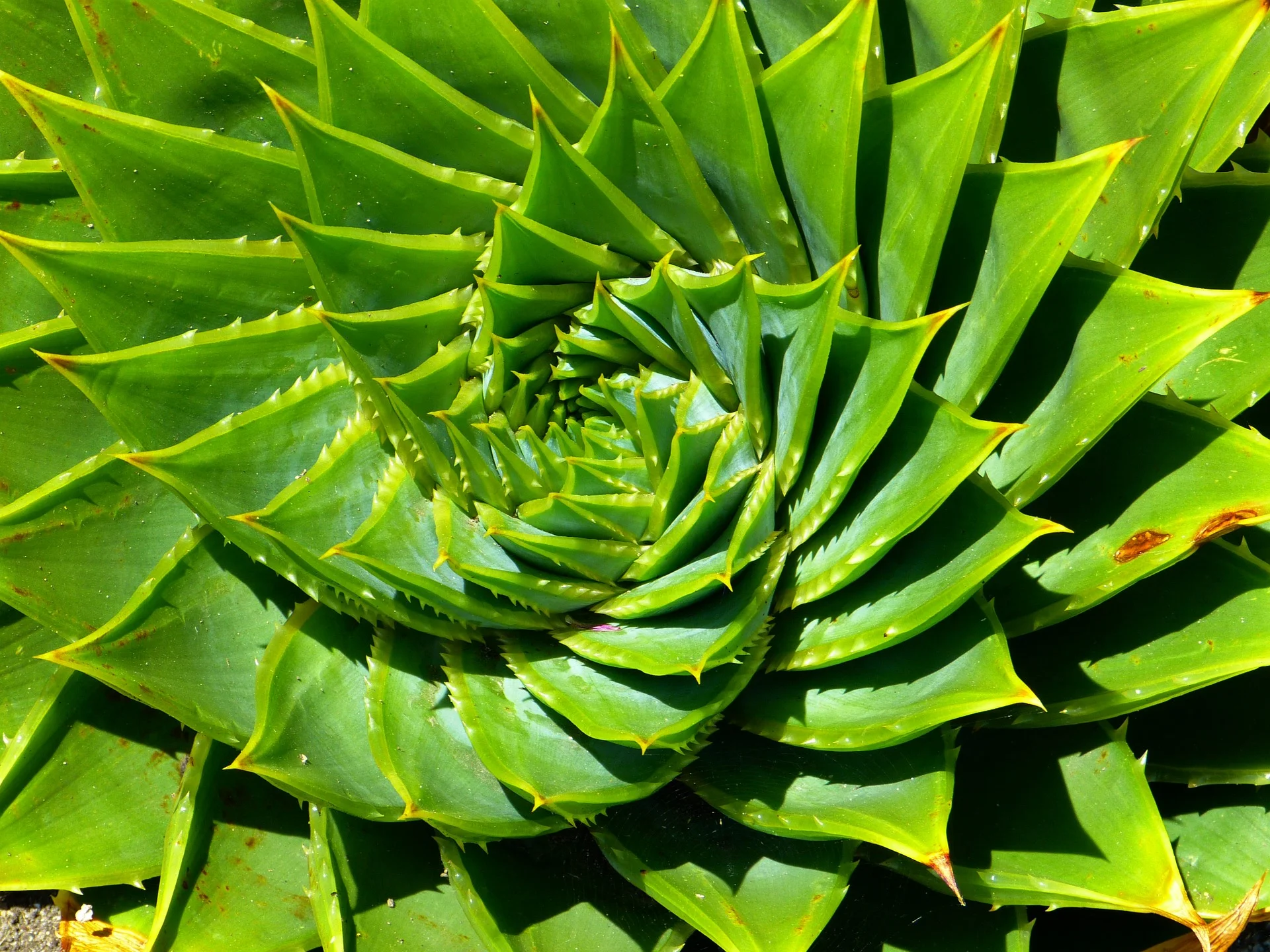 How does hypnosis work?