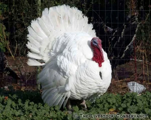 AMERICAN WHITE TURKEY.jpg
