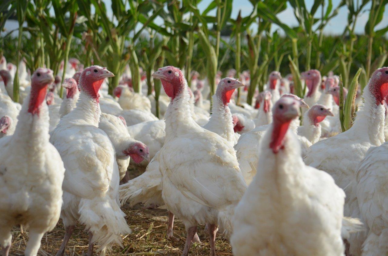 Bowman and Landes Turkeys 2.jpg