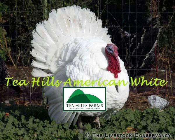 Tea Hills American White.jpg