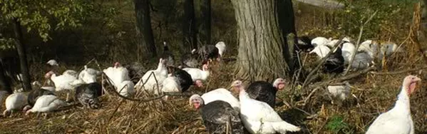 Tea Hills Turkeys.png