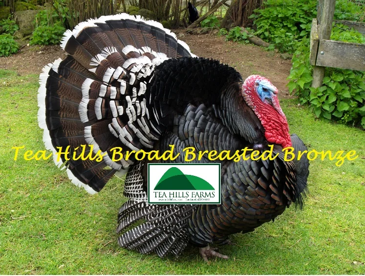Tea Hills Broad Breasted Bronze.jpg