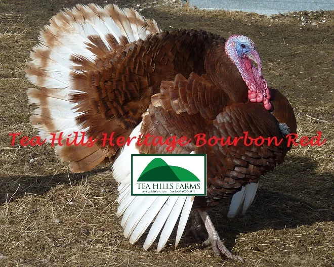 Tea Hills Bourbon Red.jpg