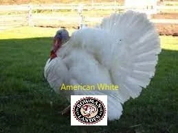 BL American White.jpg