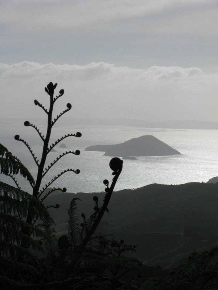 nz image.jpg