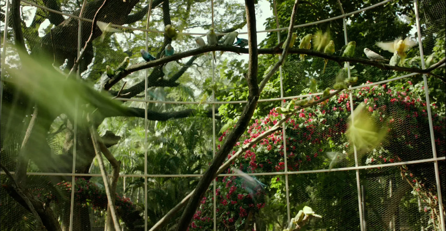 Film Frame