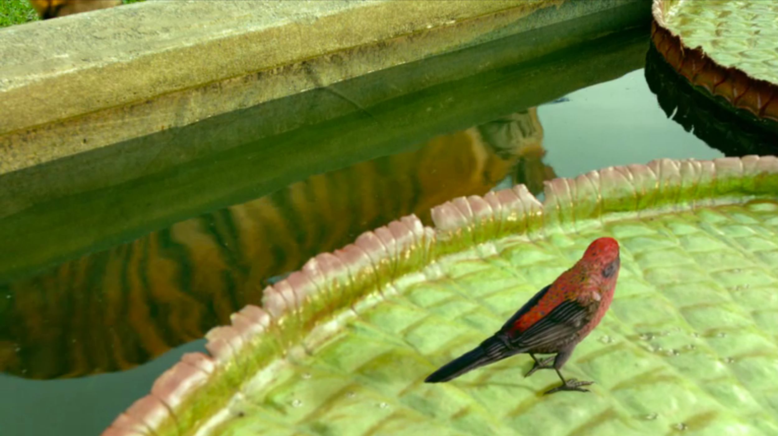 Film Frame