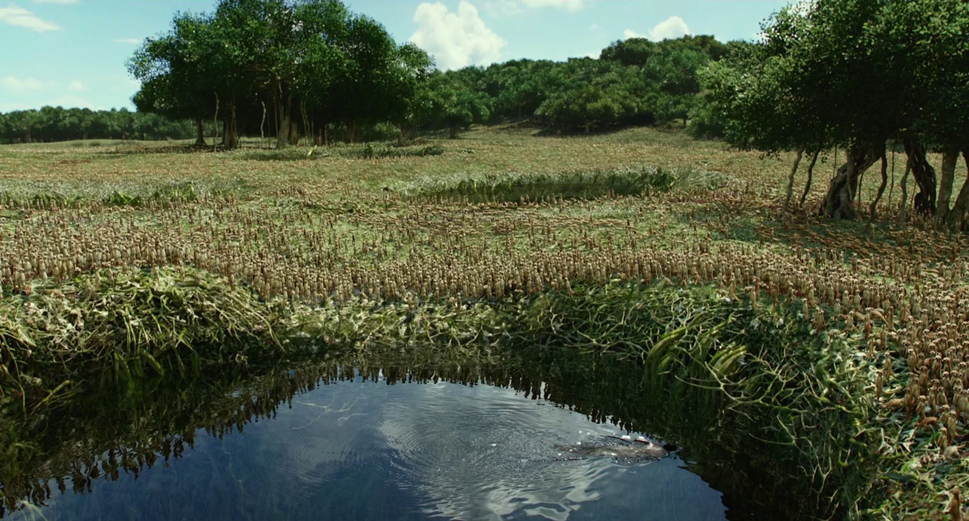 The Island