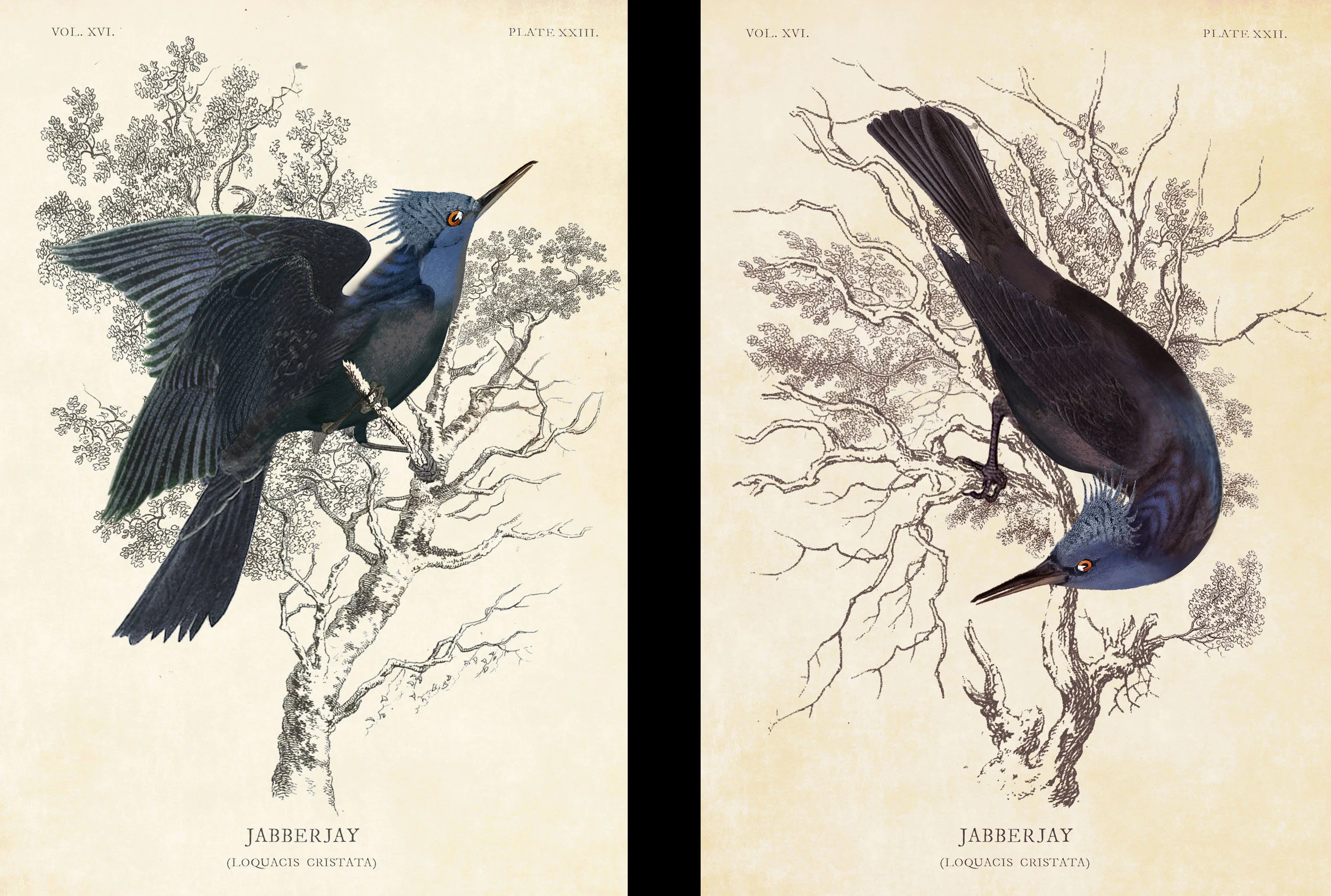 jabberjays.jpg