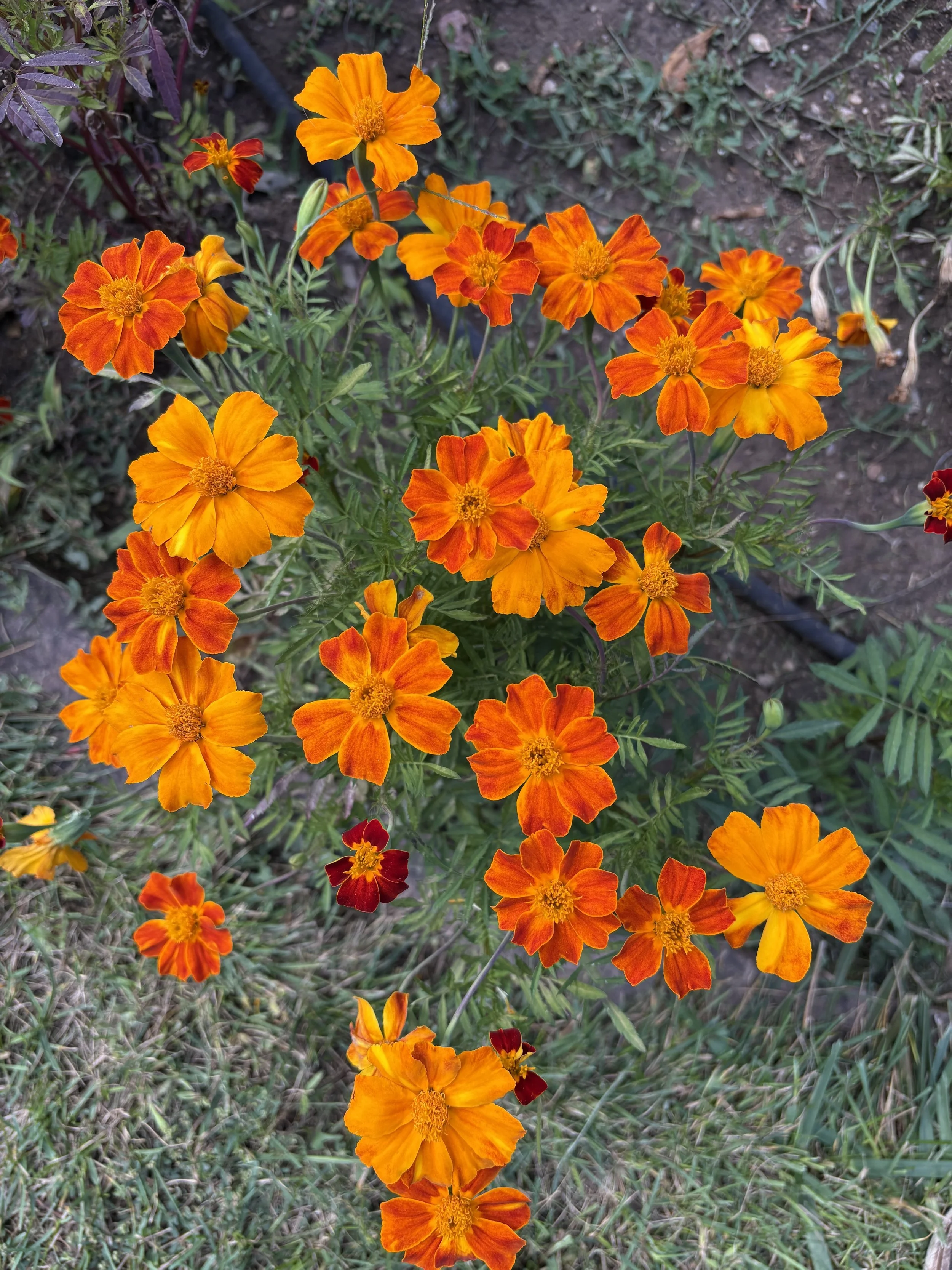 Marigolds.jpeg