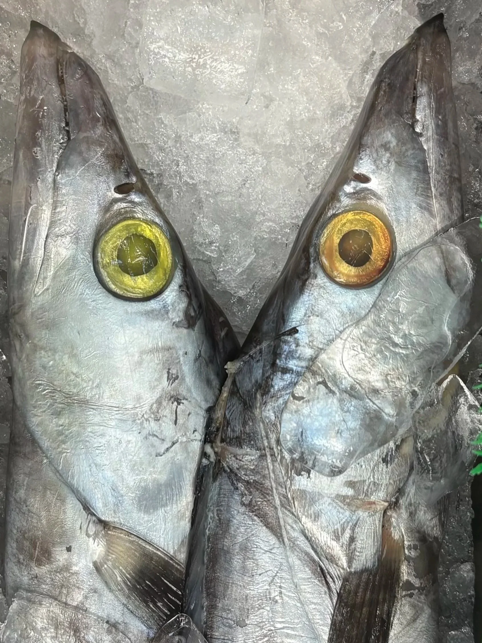 FishFace.jpeg