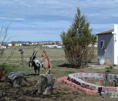 VR Goats.PNG