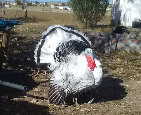 VR Turkey.PNG