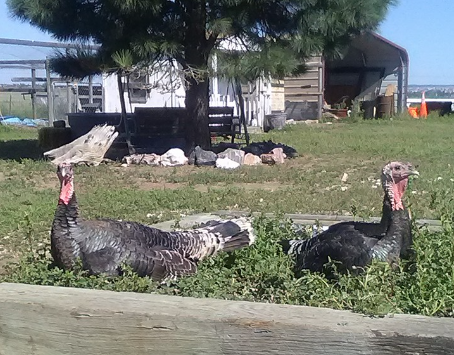VR Two Turkeys.PNG