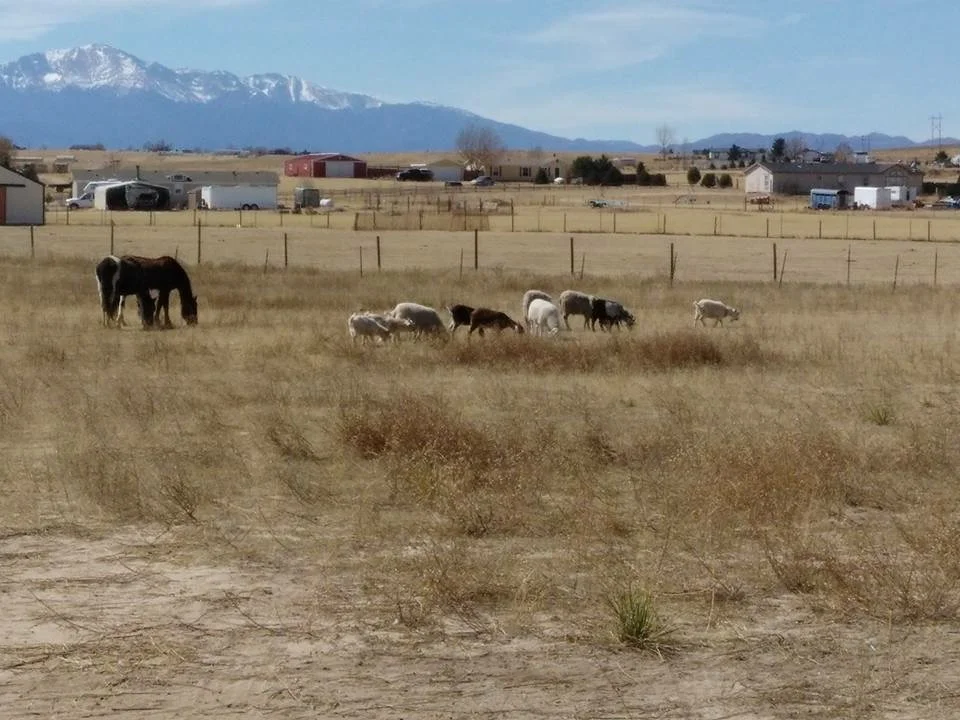 Galloping and Sprinting