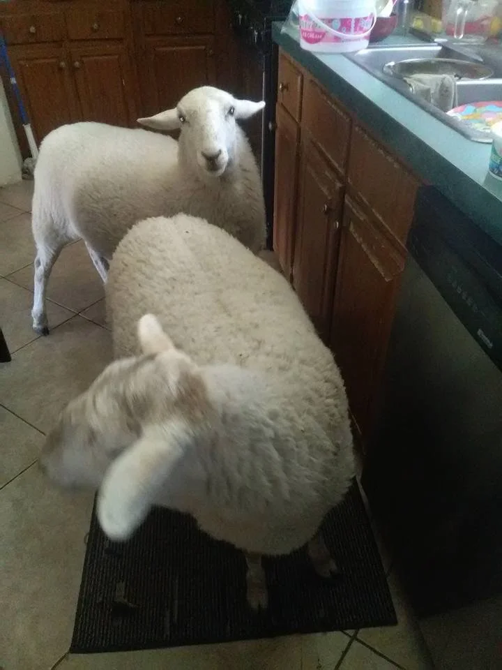 Only at Valkyrie Ranch