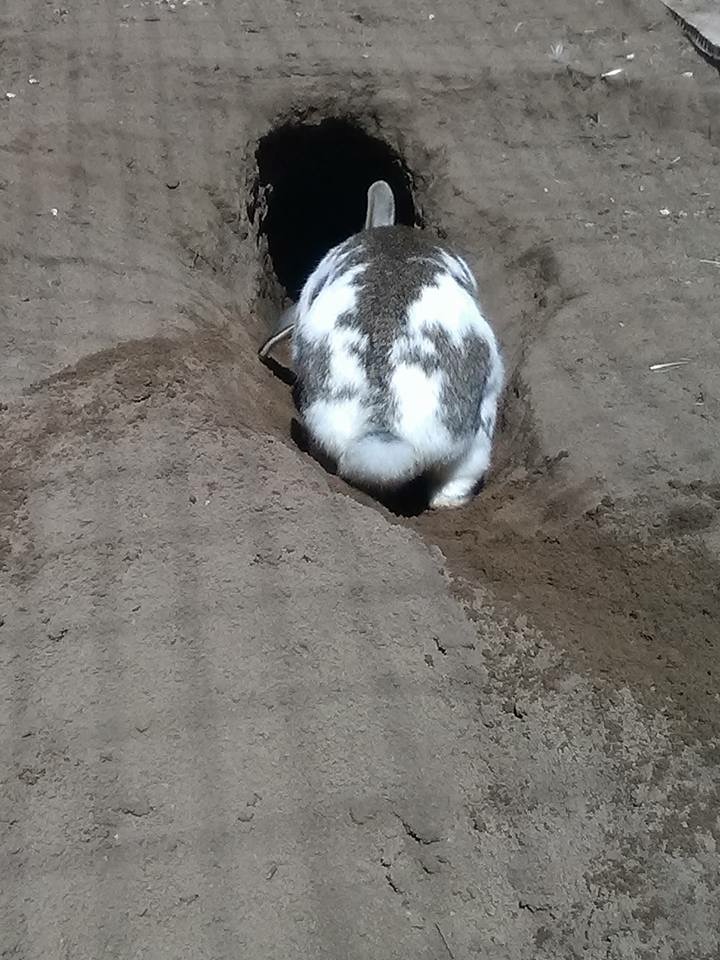 Rabbit Hole